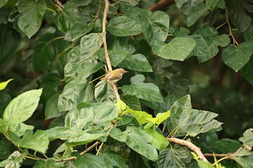 Small leaf warbler