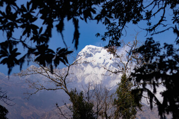 Mountain View from forest