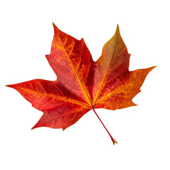 Obraz premium American sweetgum leaf, isolated on transparent background png 