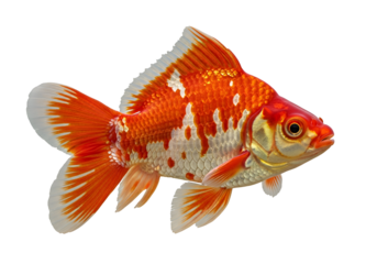 Strikingly detailed profile of an orange and white fish against a black background.