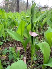 a field of lilies of the valley