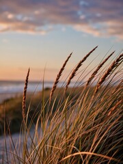 Waving grass at sunset coastal beach nature photography serene environment close-up view tranquil concept