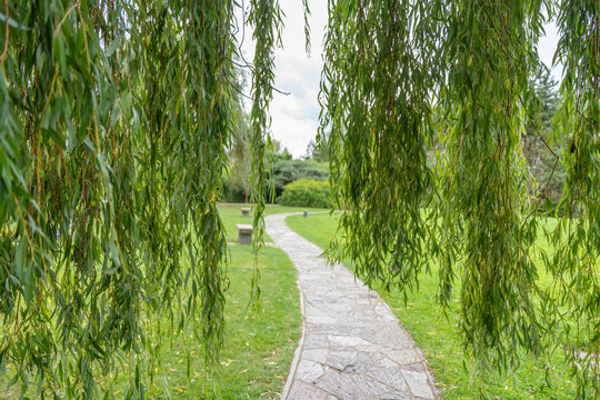 A stone path leads through a green lawn, framed by drooping willow branches. Benches line the walkway, offering places to rest. - Powered by Adobe