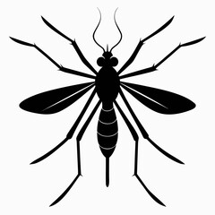 mosquito isolated on white background