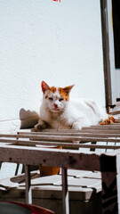 Street and City Views of Istanbul, Turkey