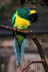 Perruche a collier jaune au zoo de Lille