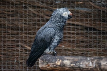 Gris du Gabon au zoo de Lille