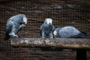 Gris du Gabon au zoo de Lille