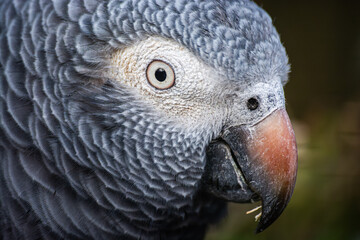 Obraz premium Gris du Gabon au zoo de Lille