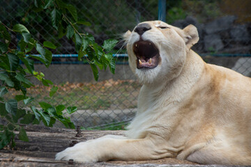 White lioness in a zoo roaring