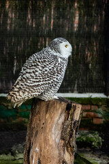 Harfang des neiges au zoo de Lille