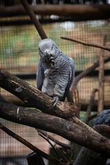 Gris du Gabon au zoo de Lille