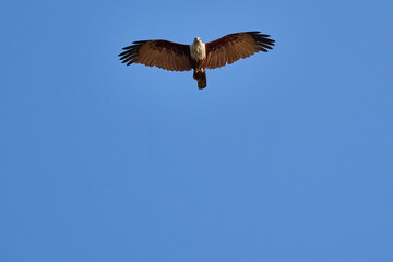 An eagle glides effortlessly in the clear blue sky, wings fully extended, demonstrating the elegance and strength of a bird of prey.