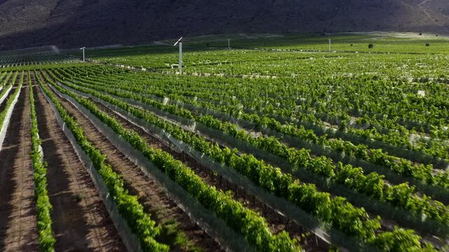 Modern vineyards in the Mexican valley of Parras, Coahuila. Aerial