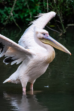 Pelican blanc au zoo de Lille