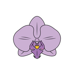 Elegant purple orchid flower vector illustration isolated.