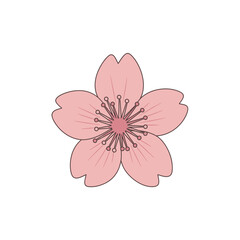 Beautiful single pink cherry blossom flower illustration.