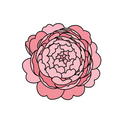 Stylized pink peony flower illustration with black outline. © Rizky