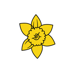 Hand drawn yellow daffodil flower illustration.