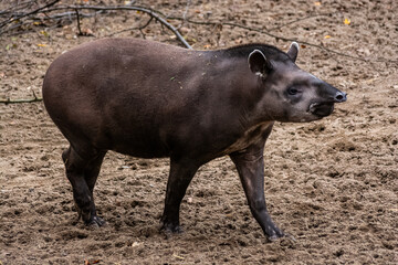 Tapir du Bresil au zoo de Lille