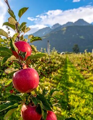 Ripe apples hanging from branches in an orchard, with mountains in the background.  A sunny day