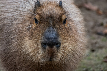 Capybara au zoo de Lille