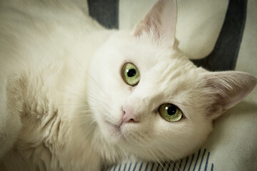 Portrait of a white cat with green eyes