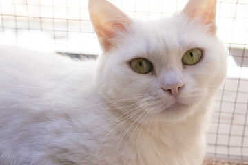 Portrait of a white cat with green eyes