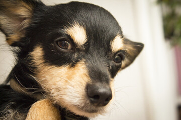 Portrait of a black non pedigree dog