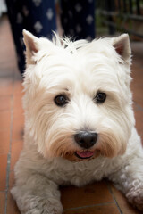 West Highland White Terrier dog portrait