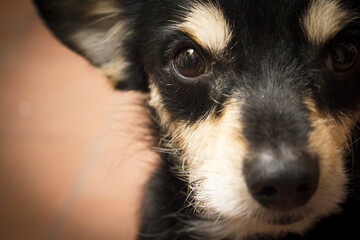 Portrait of a black non pedigree dog