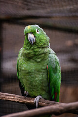 Amazone poudree au zoo de Lille