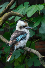 Kookaburra au zoo de Lille
