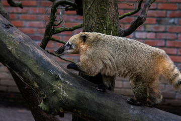Coati roux au zoo de Lille