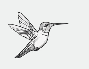 Hummingbird sketch hand drawn Side view, engraving style vector illustration.