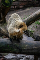 Coati roux au zoo de Lille