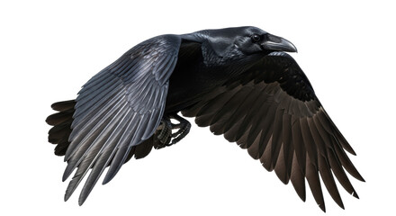 Naklejka premium Isolated Raven in Flight, Birds of Prey, Black Feathered Animal, Wildlife Species, Avian Creature