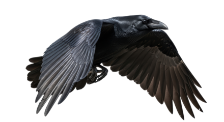 Isolated Raven in Flight, Birds of Prey, Black Feathered Animal, Wildlife Species, Avian Creature