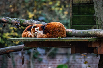 Panda roux au zoo de Lille