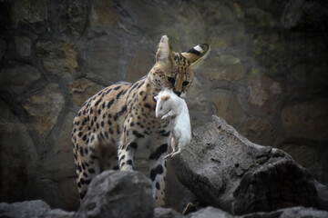 Serval cat eating a rat at the zoo