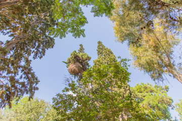 Weaverbird nest at National Garden, Athens