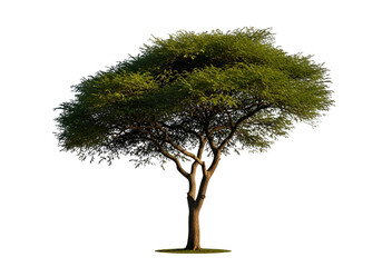 A solitary, vibrant tree with a full canopy of lush green foliage stands against a stark black background, showcasing its detailed branches and leaves.