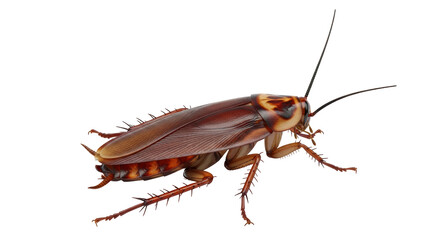 Isolated pest insect crawling viewed from above, brown cockroach with antennae and spiky legs