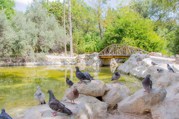 Plants at National garden, Athens, Greece