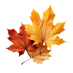 Obraz premium Autumn leaves decor isolated on transparent background