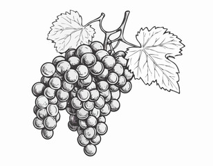Bunch of grapes sketch hand drawn engraved style Vector illustration.