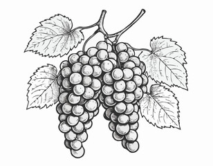 Obraz premium Bunch of grapes sketch hand drawn engraved style Vector illustration.