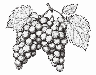 Fototapeta premium Bunch of grapes sketch hand drawn engraved style Vector illustration.
