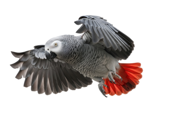 A captivating gray parrot soars against a stark black background, showcasing its vibrant red tail feathers and intricate wing patterns.