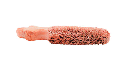 Close up of human bone displaying porous trabecular and dense cortical